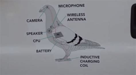 US Conspiracy Claims Birds Aren’t Real, They Are Government Spy Drones