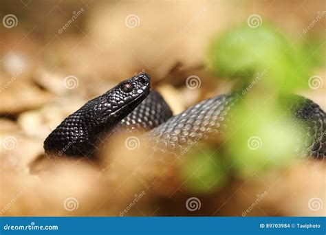 Portrait of black viper stock photo. Image of european - 89703984