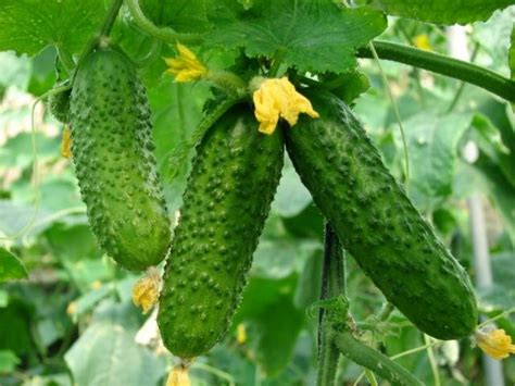 Parthenocarpic cucumbers: varieties and features – Healthy Food Near Me