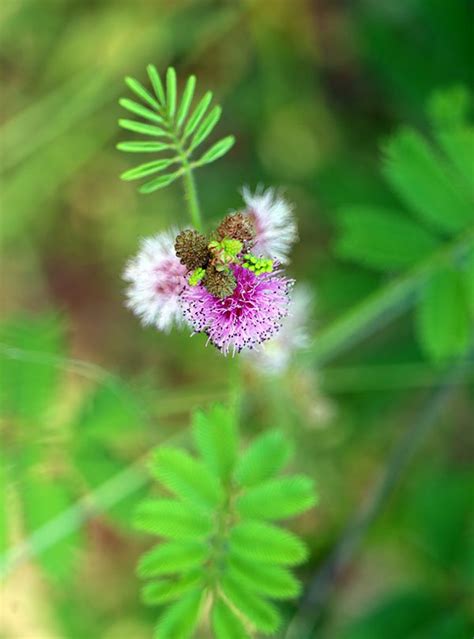 Touch Me Not Powder - 9 Best Benefits - Granniez Green Herbs