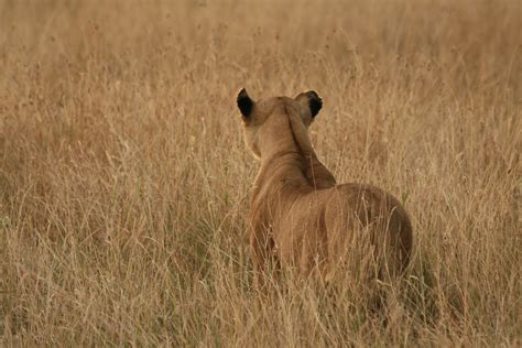 Free kenya wildlife Stock Photo - FreeImages.com