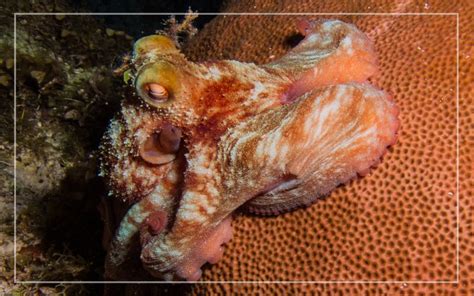 6 Octopus Species You Can Keep as Pets