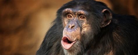 Chimps Smack Their Lips in Rhythms Uncannily Similar to Human Language ...