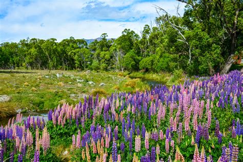 Lake McGregor Lupins, MacKenzie Country | Blog Post here- Ca… | Flickr