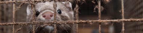 Fur Farming - Animal Welfare Problems