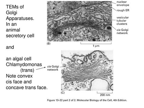 PPT - Golgi Apparatus & Lysosomes PowerPoint Presentation, free download - ID:5084109