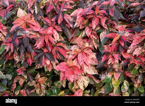Copperleaf plant (Acalypha amentacea wilkesiana), red and green leaves - Pembroke Pines, Florida ...