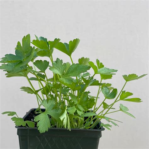 Organic Flat Leaf Parsley – Plant Material