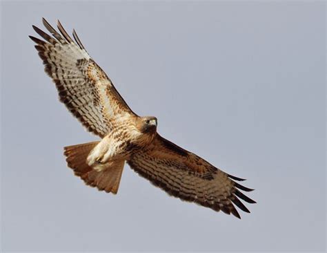 Red-tailed Hawk in Flight | BirdNote