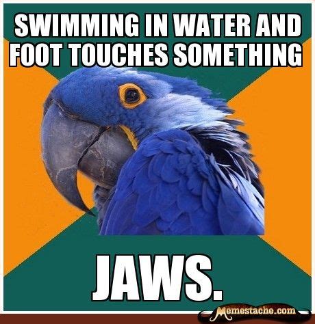 Paranoid Parrot Memes Will Have You Thinking 'That's Me!' - I Can Has ...