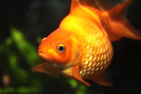 Pregnant Goldfish: Signs of Pregnancy & What They Look Like