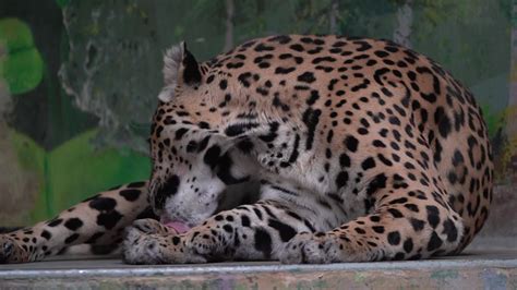 Jaguar is resting in zoo 16746169 Stock Video at Vecteezy