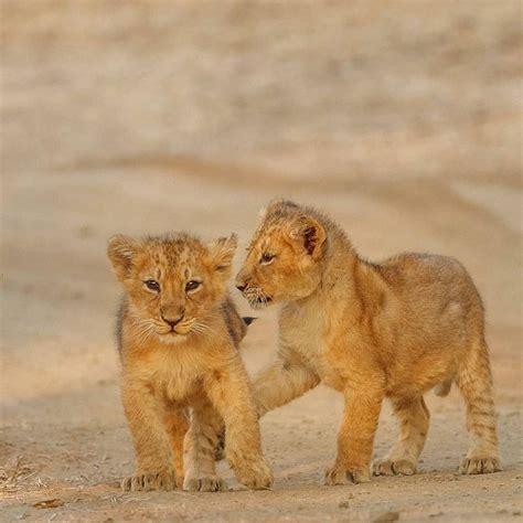 Gir National Park Famous for Asiatic lion | Sasan Gir - Gujarat Darshan Guide