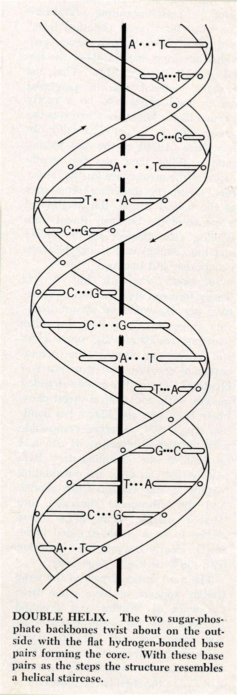 The Watson and Crick Structure of DNA | Dna tattoo, Dna art, Dna