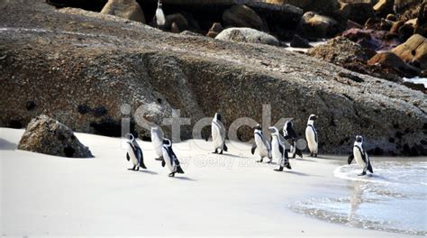 Penguins At Boulders Beach Stock Photo | Royalty-Free | FreeImages