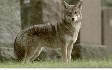 Wolves, Wolf Facts, Cougars, Cougar Facts, Coyotes, Coyote Facts - Wolves, Cougars, Coyotes ...