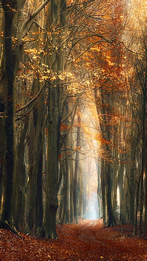 Autumn, forest, HD phone wallpaper | Peakpx