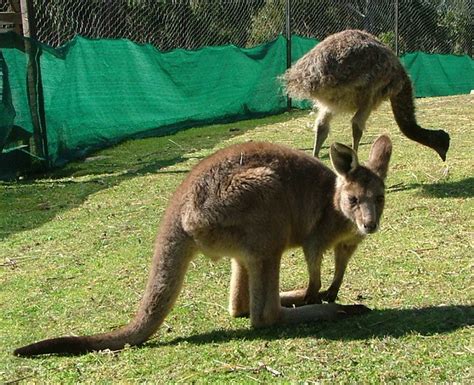 Kangaroo and Emu | Flickr - Photo Sharing!
