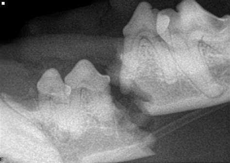 Pet Jaw Fracture Repair in Nashville | Your Pet Dentist