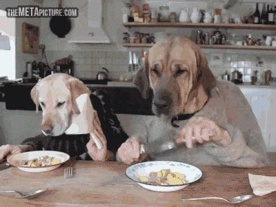 Dog Human Eating GIF - Find & Share on GIPHY