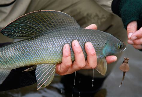 Target Species // The Arctic Grayling