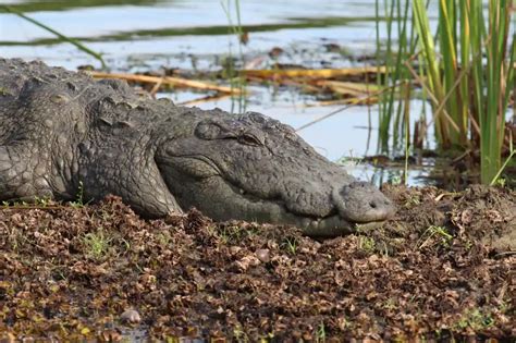 Mugger Crocodile (Gavialis gangeticus): Facts, Habitat & Pictures