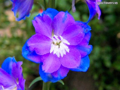 Pictures of blue & purple delphinium flowers with free backgrounds and ... | Purple Passion ...