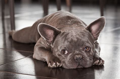 What's the Best Brush for French Bulldog? - FrenchBulldogsPro