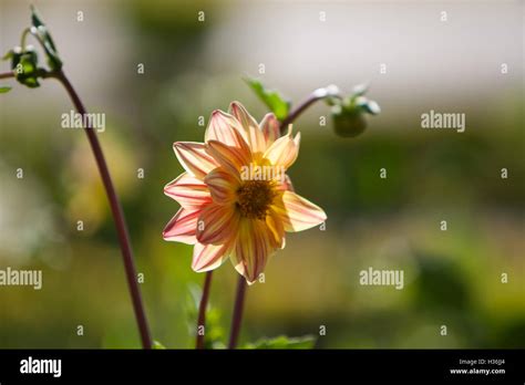 Aamby valley golf course hi-res stock photography and images - Alamy