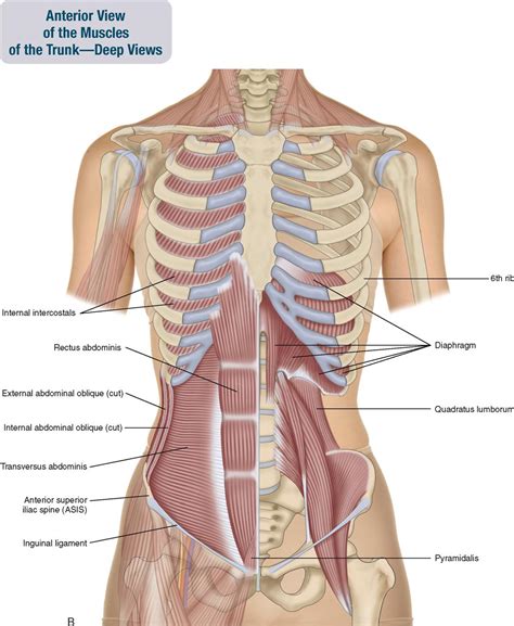 8. Muscles of the Spine and Rib Cage | Musculoskeletal Key