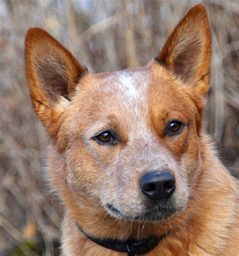 Brown Australian Cattle Dog - Pet Paw