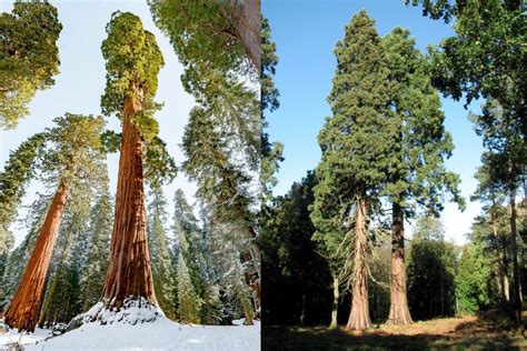 Giant Sequoia vs. Coast Redwood: What's the Difference? | Plantly