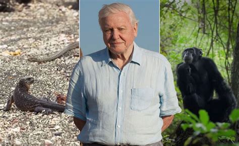 David Attenborough - scenes from Attenborough documentaries that gripped the nation