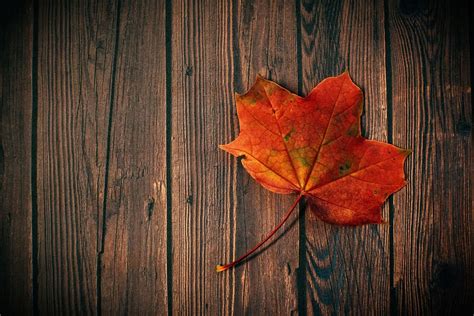 autumn, fall, leaf, wood, board, rustic, dark, red, minimal, wallpaper | Pxfuel