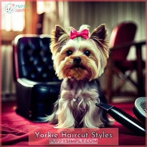 When Should Yorkie Puppies Get Their First Puppy Haircut?