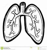 Lung Coloring Page sketch template