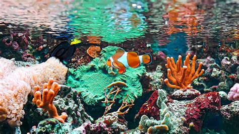 Top 10 Reasons to Have a Saltwater Aquarium - UTopTens