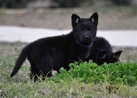 All Black German Shepherd Puppies For Sale In Texas | PETSIDI