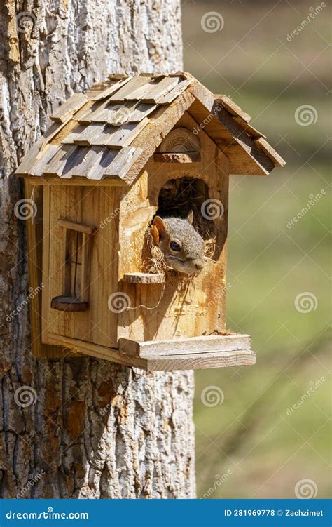 Squirrel Making Itself a Nest Inside a Birdhouse, with Head Protruding ...