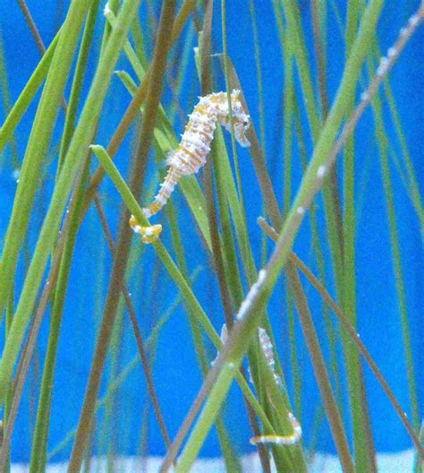 Types of Seahorses