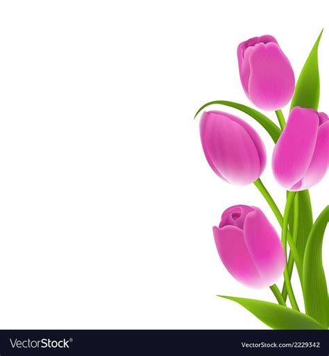Border Of Pink Tulips vector image on (With images) | Kwiaty