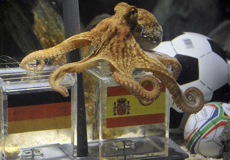 Octopus Predicts World Cup 2024 Final - Aurea Caressa