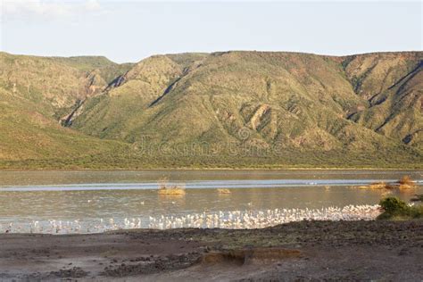 Flamingos at Lake Bogoria, Kenya Stock Image - Image of rift, standing ...