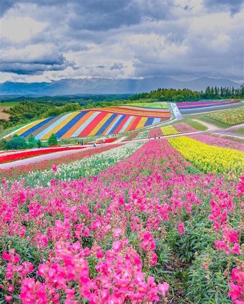 Shikisai No Oka, Japan | Nature photography, Beautiful nature, Beautiful landscapes