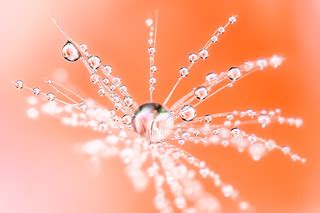 Macrofotografia Drops & Flowers - Macro fotografia con goc… | Flickr