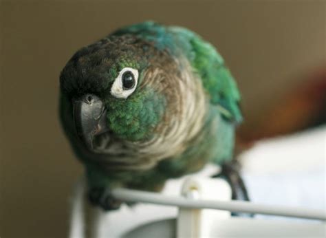 The Top 10 Best Pet Birds | Best pet birds, Bird breeds, Pet birds