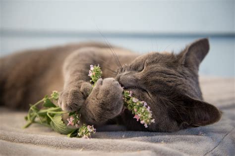 What Does Catnip Do to Cats? The Science Behind Catnip's Effect on Cats