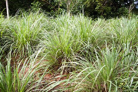 How to Grow and Care for Lemongrass