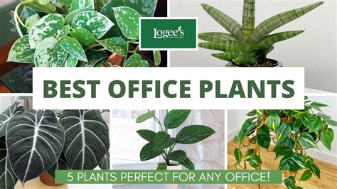 Best Office Plants - 5 Indoor Plants That Are Perfect For Any Office ...