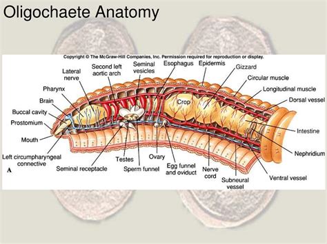 PPT - Phylum Annelida PowerPoint Presentation, free download - ID:258520